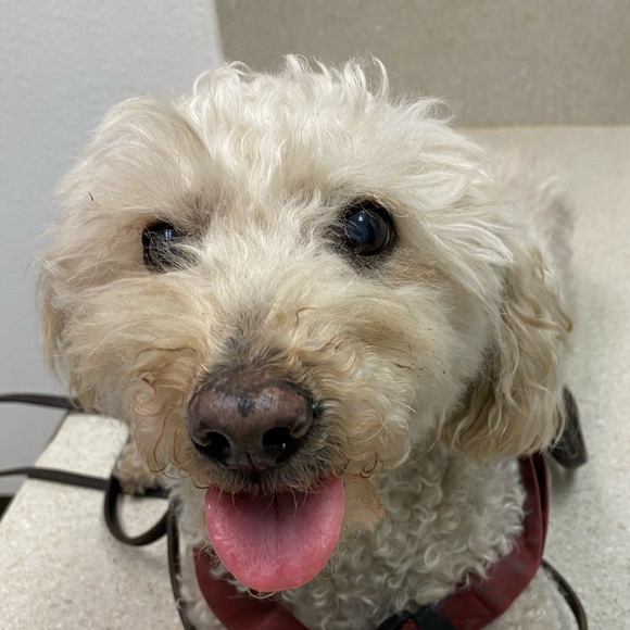 Meet your Posher, Tracy - Picture 4 of 4